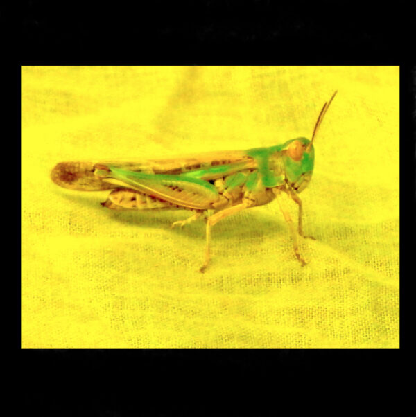 Grasshopper