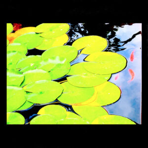 Lotus Fish II