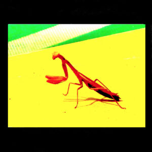 Mantis Pop Art